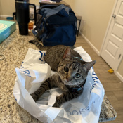 Yzma, a Black, Grey, Dark-grey, Light-grey, Light-brown Brown Tabby Cat